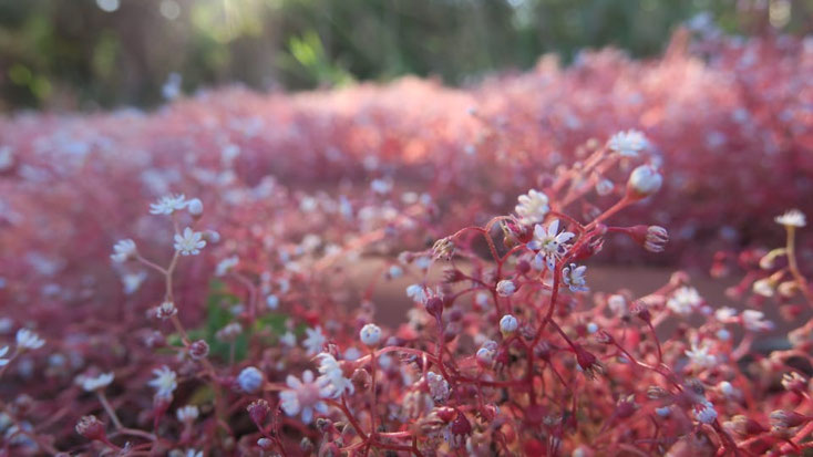 Petra Bosshard-Zwerenz - rotstielige Blüten auf dem Ziegeldach, Foto 06.2018