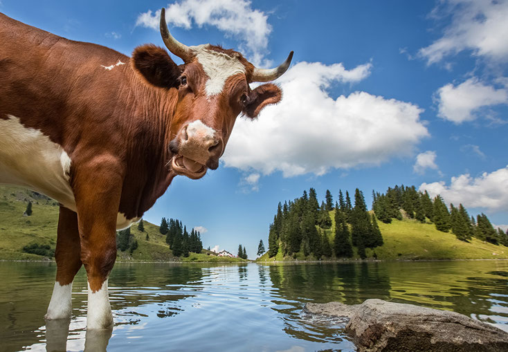 hormone in Milch ungesund