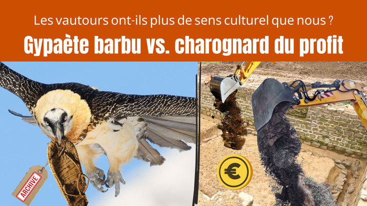 Split-Screen avec un gypaète barbu en vol, tenant une sandale médiévale dans son bec (à gauche de l'image), et un excavateur sur le site archéologique à droite. Les vautours ont-ils un sens de la culture plus développé que nous?