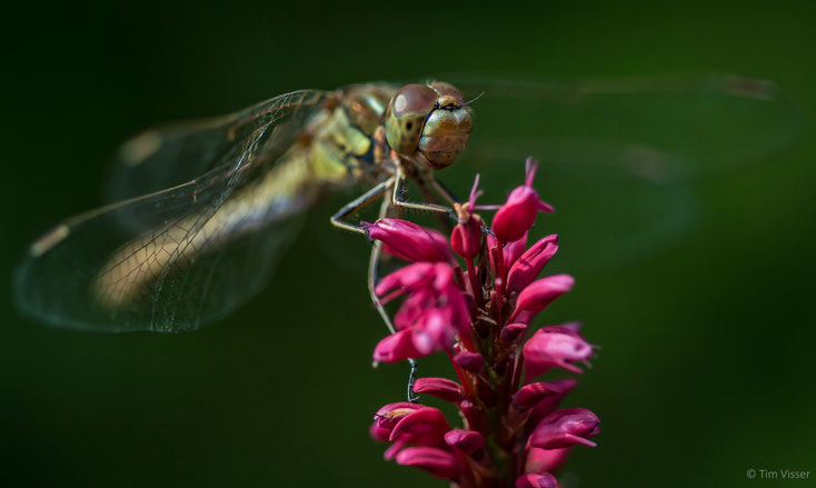 Vrouwtje steenrode heidelibel / Female Vagrant Darter (Sympetrum vulgatum)