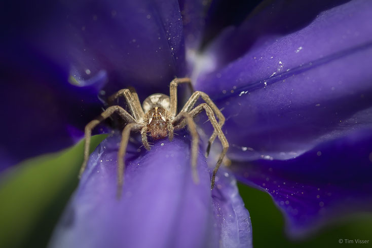Kraamwebspin / Nursery web spider (Pisauridae spec.)