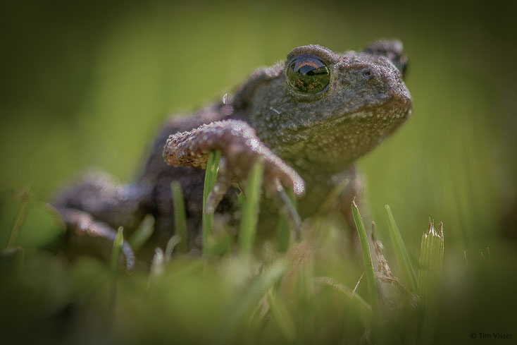 Gewone pad / Common toad (Bufo bufo)