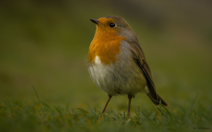 Roodborst / Robin (Erithacus rubecula)