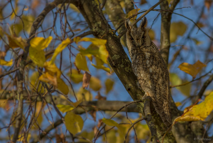 Ransuil / Long-eared owl (Asio otus)