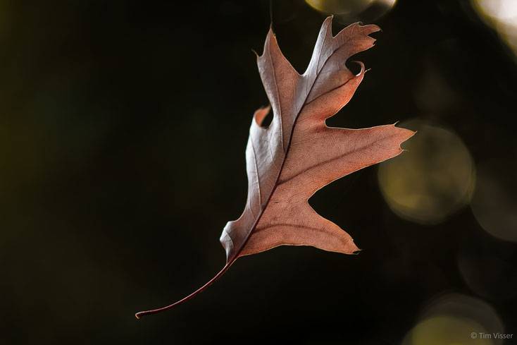 Blad zomereik / Leaf common oak (Quercus robur)