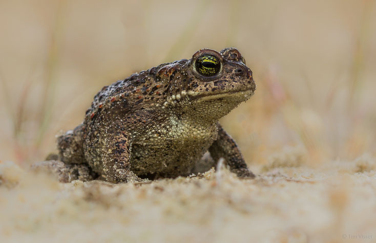Rugstreeppad / Natterjack toad (Bufo calamita)
