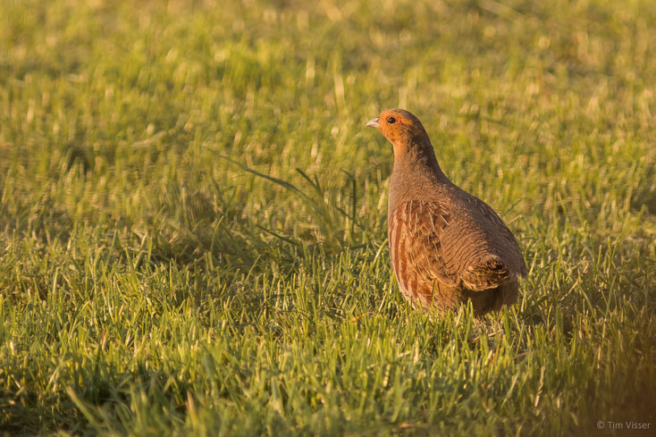 Patrijs / Grey partridge (Perdix perdix)