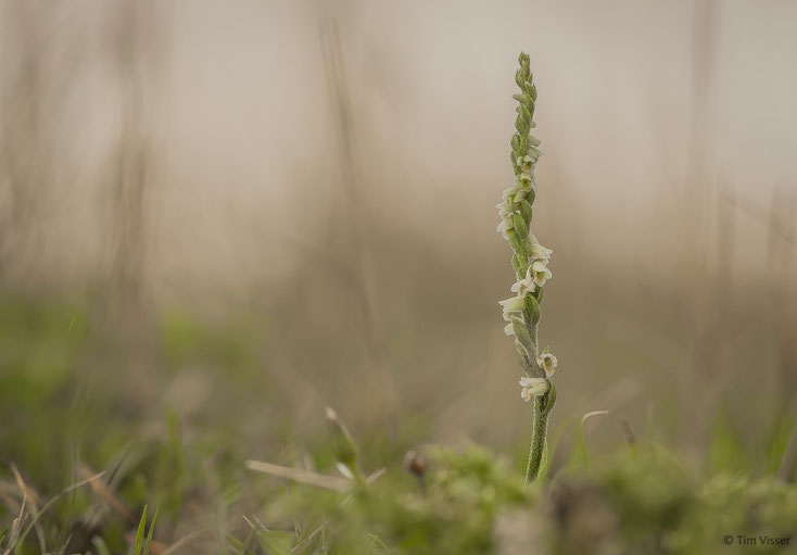Herfstschroeforchis / Autumn lady's-tresses (Spiranthes spirales)