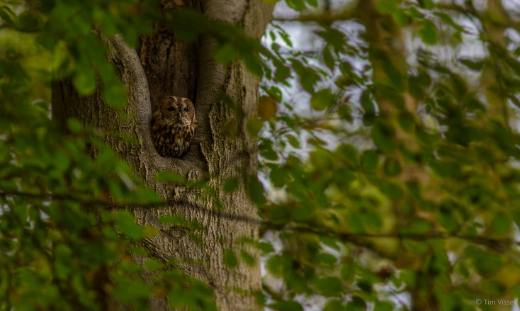 Bosuil / Tawny owl (Strix aluco)