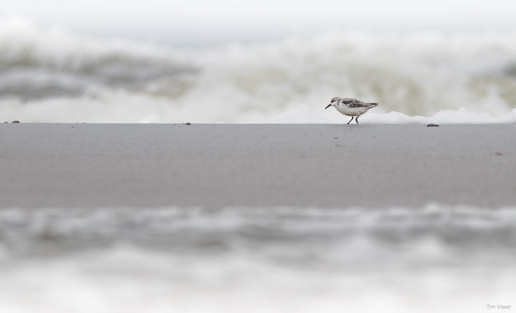 Drieteenstrandloper / Sanderling (Calidris alba)