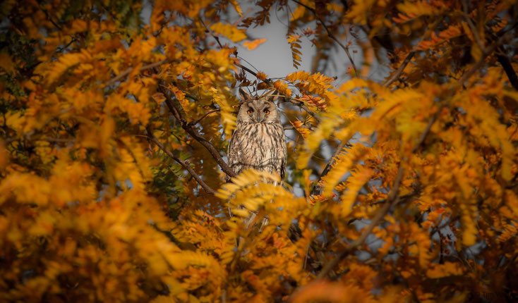 Ransuil / Long eared owl (Asio otus)