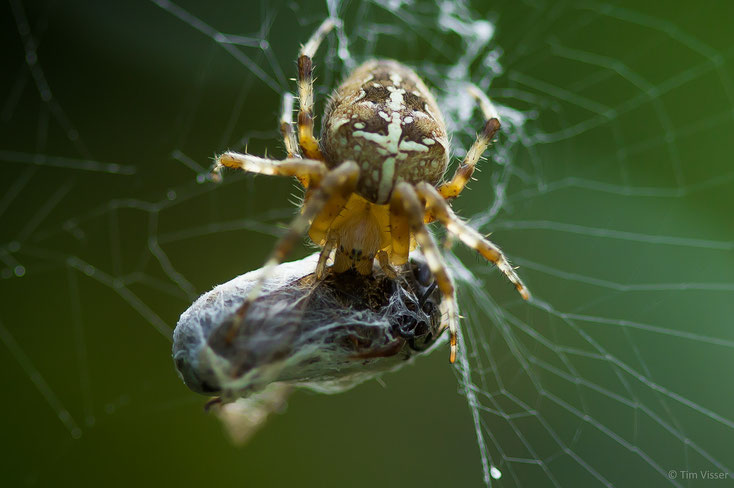 Kruisspin / Cross spider (Araneus diadematus)