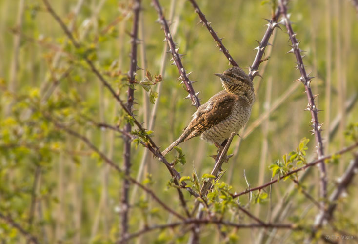 Draaihals / Eurasian Wrynek (Jynx torquilla)