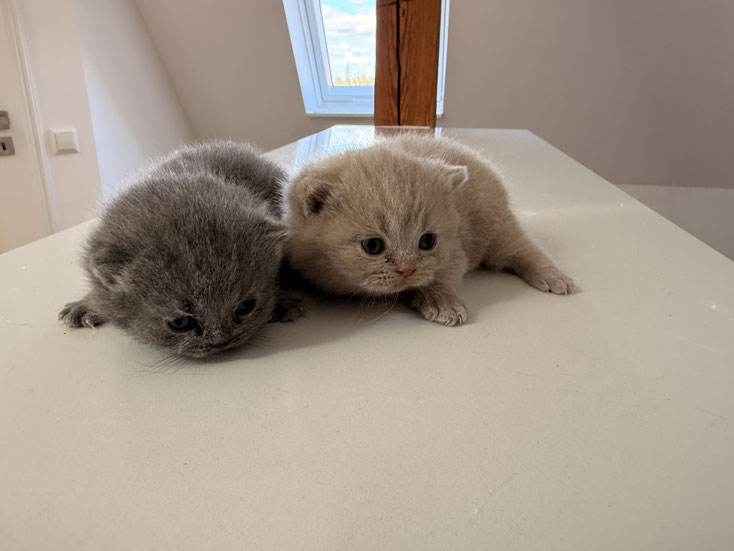 Fawn und Blue 