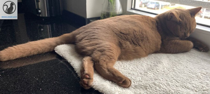 Liebevolles British Shorthair Mädchen vom Rassekatzenzüchter mit Stammbaum aus Hobbyzucht Worldchampion. wunderschöne Katzen brauchen keinen Filter.