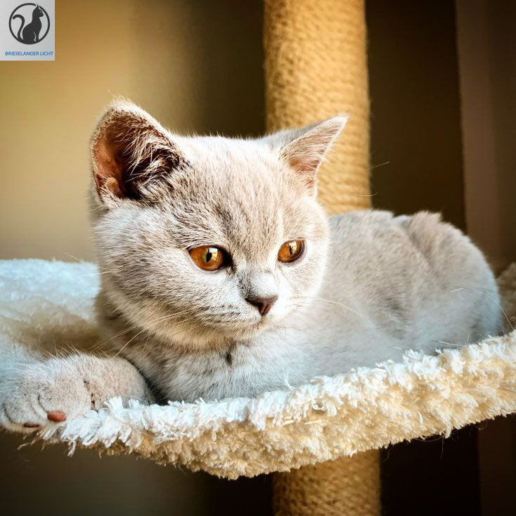 Liebevolles British Shorthair Mädchen vom Rassekatzenzüchter mit Stammbaum aus Hobbyzucht Worldchampion. wunderschöne Katzen brauchen keinen Filter.