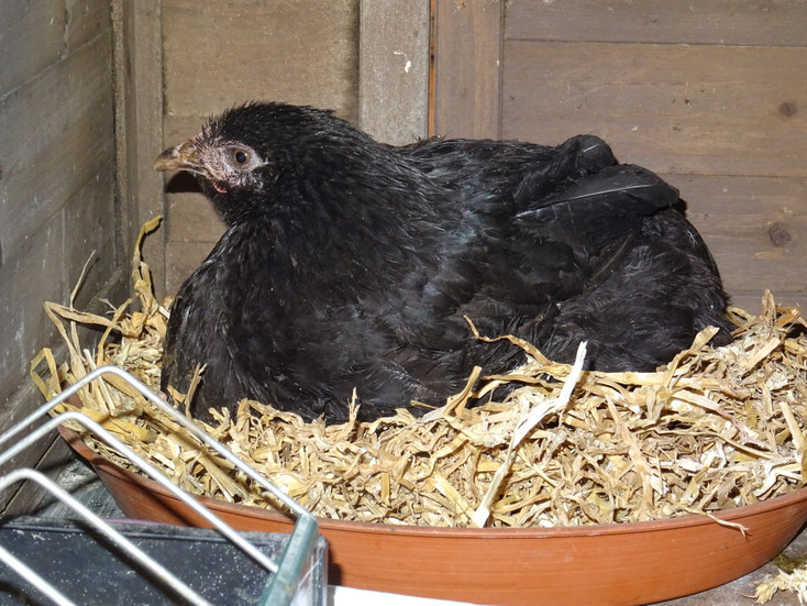 Noire Du Berry Plumes Poules Et Nature
