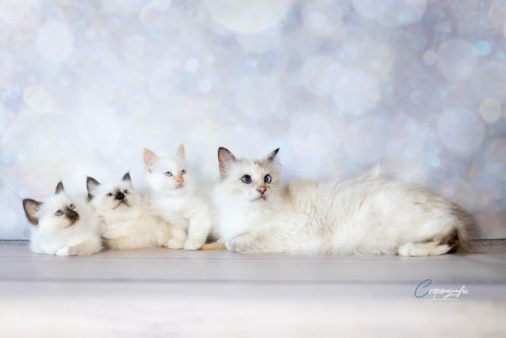 Wir haben aktuell wunderschönen und total süßen Nachwuchs aus 3 Würfen. Xenophilius und Louis suchen noch ihre Familien.