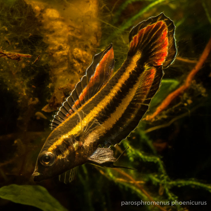 Artbecken für Parosphromenus phoenicurus fischgarages Webseite!