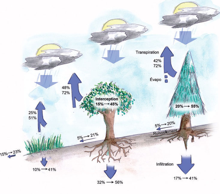 Comment interagissent les eaux et forêts dans la protection du cycle de l'eau.
