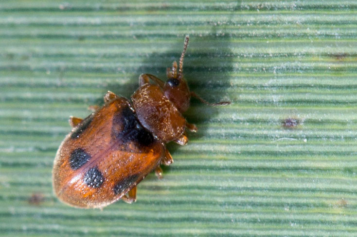 Gefleckte Schilfmarienkäfer oder Schlanke Kugelkäfer (Coccidula scutellata) sind 2,5 bis 3 mm lang und leben und überwintern im Schilf.