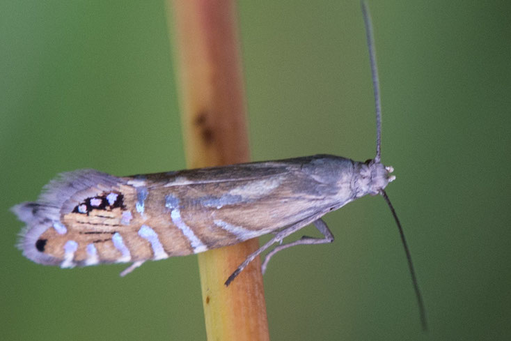 Der Schmetterling aus der Familie der Rundstirnmotten hat den wissenschaftlichen Namen Glyphipterix thrasonella.