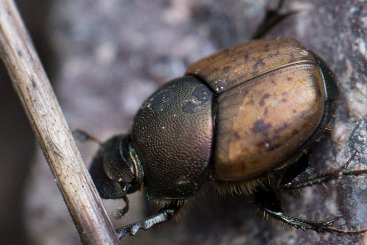 Ein 6 - 10 mm langer Mönchs-Kotkäfer (Onthophagus coenobita) frisst gern Exkremente.