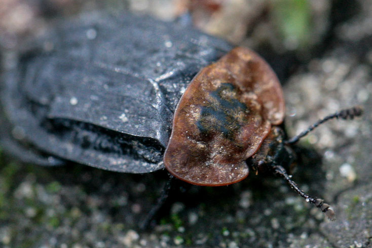 Diese Rothalsige Silphe (Oiceoptoma thoracica) in der Elbtalaue ernährt sich von Aas, Kot und verfaulenden Pflanzen. Der Käfer verbreitet auch die Sporen von Stinkmorcheln.