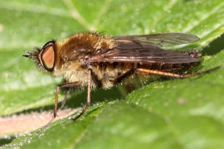 Dieses Thereva nobilitata-Männchen zählt zu einer Stilettfliegen-Art, deren Nahrung aus Nektar besteht.
