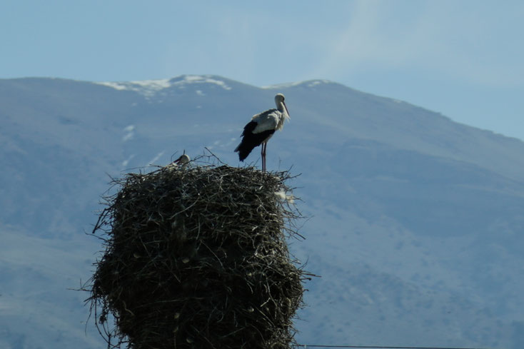 In den Ortschaften der Ararat-Ebene sind alle Storchennester besetzt.