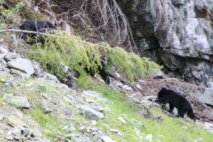 Ein Black Bear-Weibchen mit 2 Jungen nahe dem Ort Whistler kann für Menschen lebensgefährlich sein.