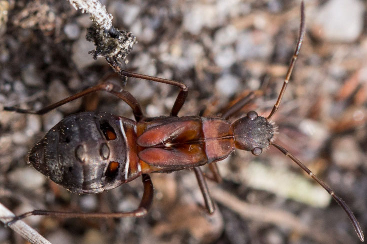 Eine Larve des Rotrückigen Irrwisch (Alydus calcaratus) sieht einer Ameise sehr ähnlich.