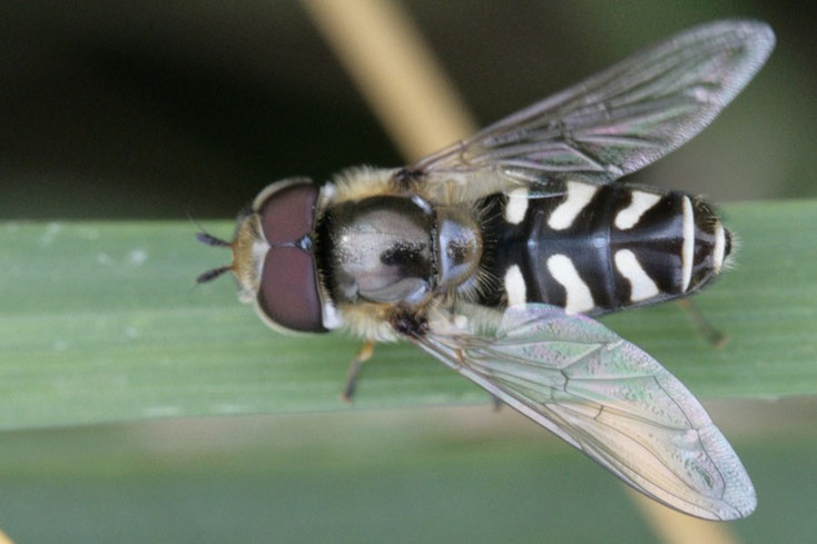 Männchen der Blasenköpfigen Schwebfliege (Scaeva pyrastri) sind 10 bis 15 mm lang.