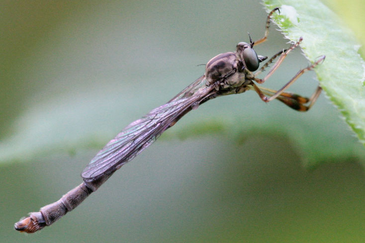 Wald-Schlankfliegen (Leptogaster guttiventris) sind nur 8 bis 13 mm lang. Hier handelt es sich um ein Männchen. Die Art gehört zur Familie der Raubfliegen (Asilidae).
