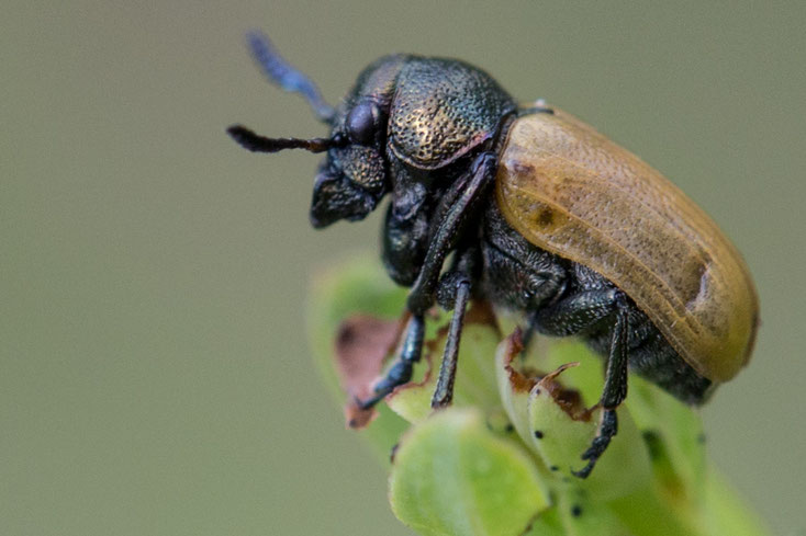 Der Gemeine Langbeinkäfer (Labidostomis longimana) ist eine ca. 6 mm lange Blattkäfer-Art, die sich von Kleearten ernährt.