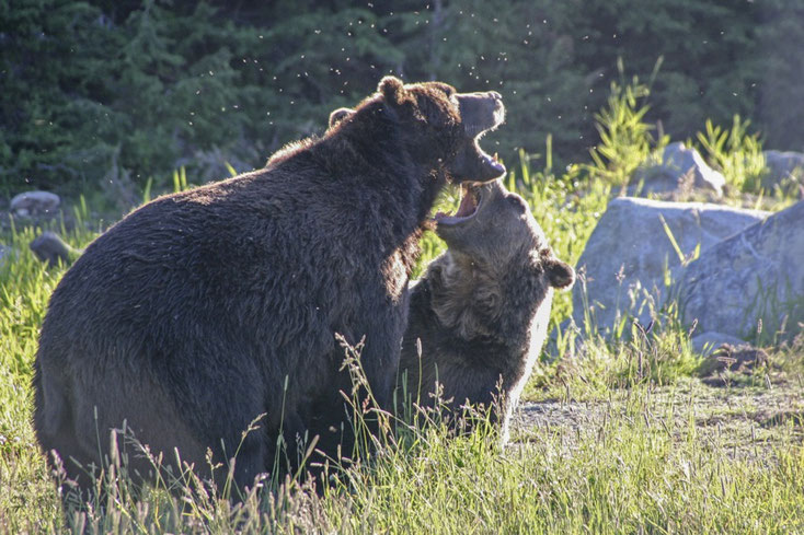 Auf Grouse Mountain sind zwei Grizzlys in einem Gehege zu sehen. Ihre Mutter fiel Wilderern zum Opfer, als sie noch Babies waren. 
