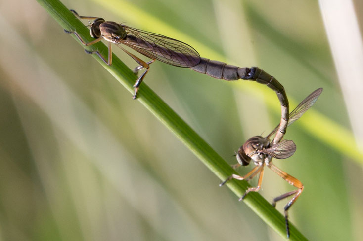 Gemeine Schlankfliegen (Leptogaster cylindrica) gehören ebenfalls zu den Raubfliegen.