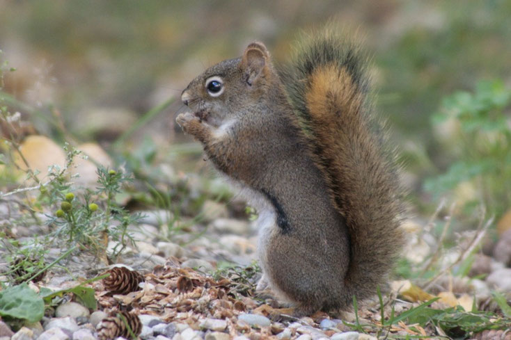 Das American Red Squirrel ist eine von drei Arten, die auf Bäumen leben.