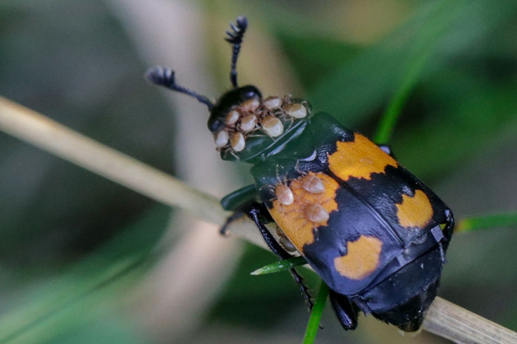 Der Schwarzhörnige Totengräber (Necrophorus vespilloides) transportiert Milben mit sich. Sie helfen ihm, Fliegenlarven zu verzehren, die für ihn Nahrungskonkurrenten bei gefundenem Aas sind. 