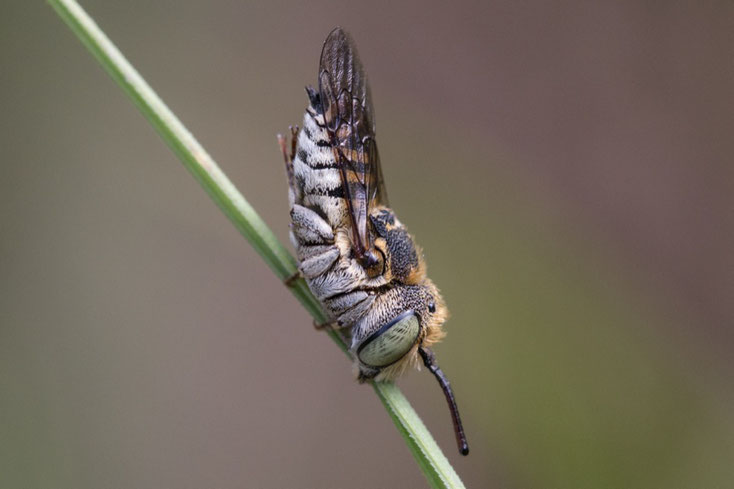 Diese Schuppenhaarige Kegelbiene (Coelioxys afra) ist das "Titelbild" für meine Fotoausstellung "Wildbienen".