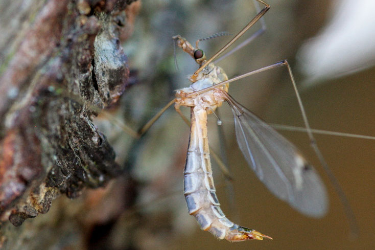 Wiesenschnaken-Weibchen werden 19 - 25 mm lang. Ihre Larven können Schäden an Rasenflächen verursachen.