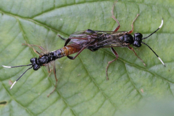 Paarung von Tenthredo livida aus der Familie der Echten Blattwespen (Tenthredinidae).
