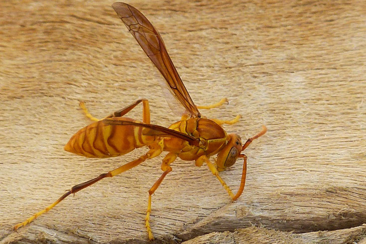Eine Watti-Wespe (Polistes wattii) wird zu den Papier-Wespen gezählt, die papierene Nester bauen.