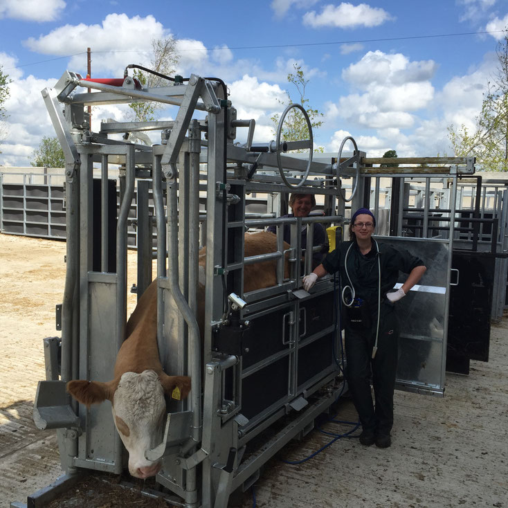 Implanting the first embryo - Ricardo Truffer and Katie Goodfellow of Towcester Farm Vets.