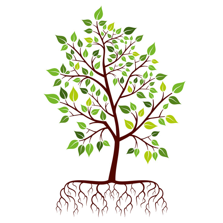 Tree with roots and green leaves. Vector illustration