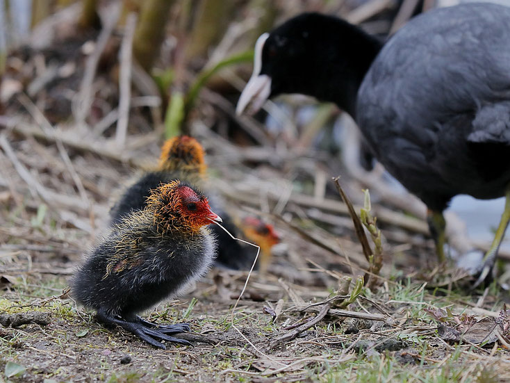 Überall wird geknabbert und probiert - Foto: Dennis Sallai