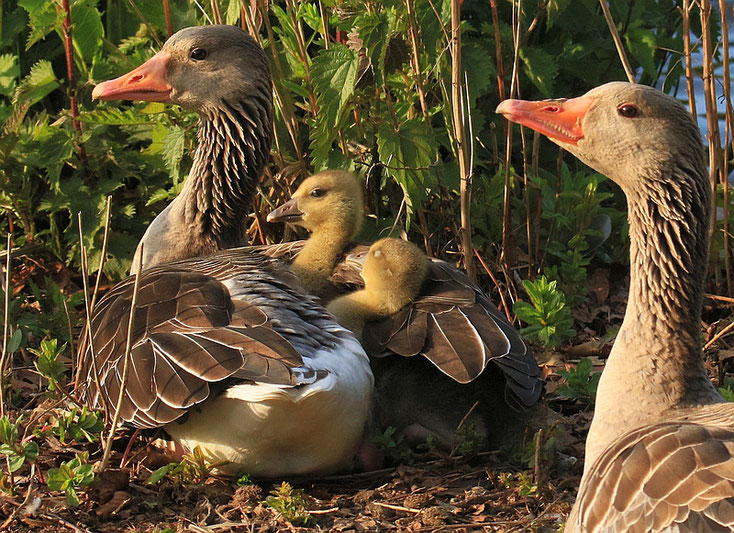 Zweieiige Graugans Zwillinge unter Mamas Flügel