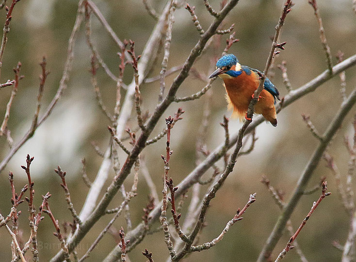 Eisvogel auf Ansitz