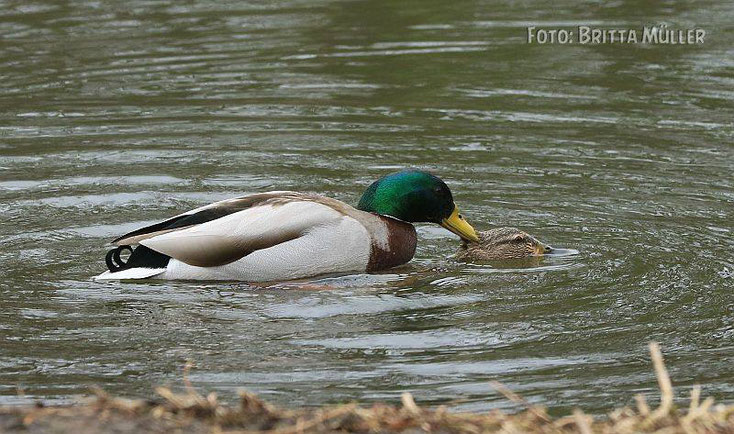 Zwei Stockenten bei der Kopulation.