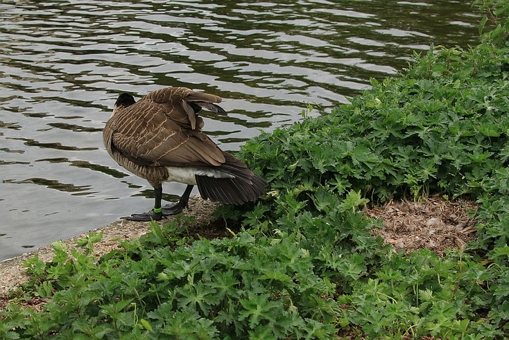 Die Gans schaut ins Wasser zu ihren Eiern